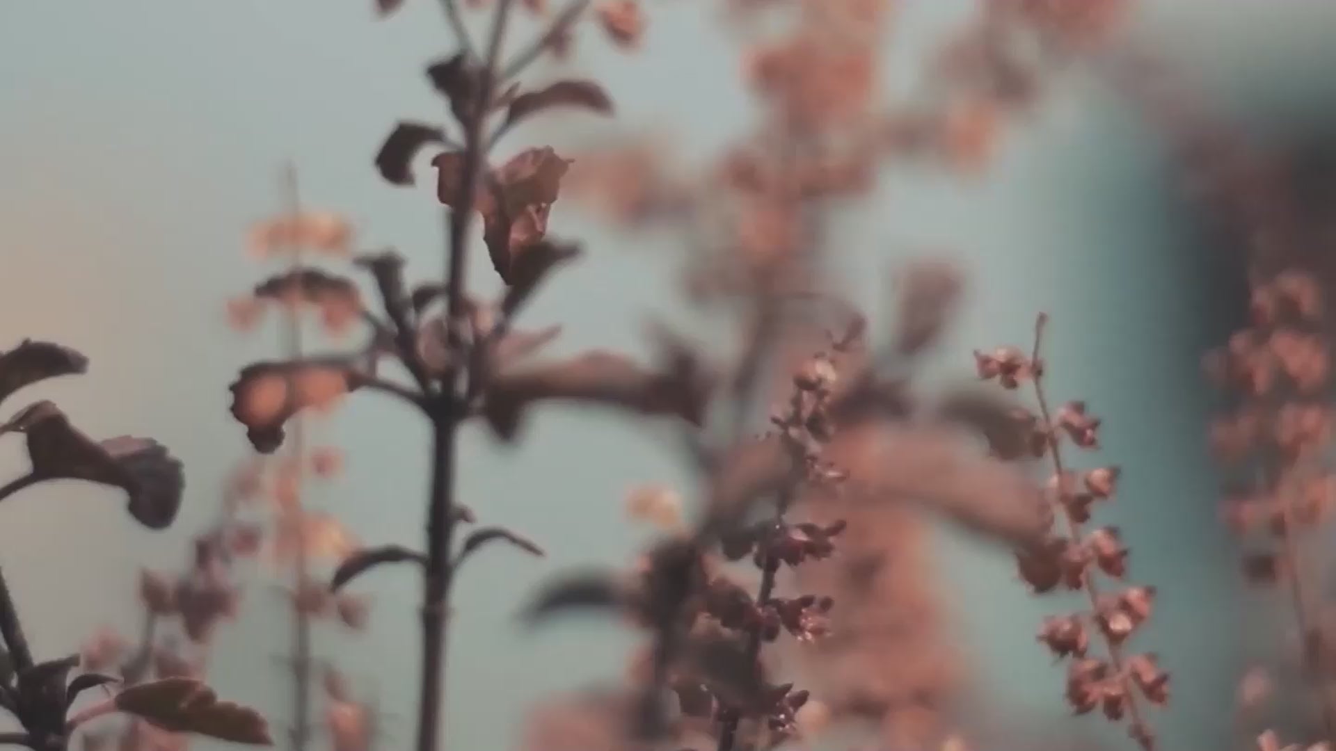 Cargar video: 